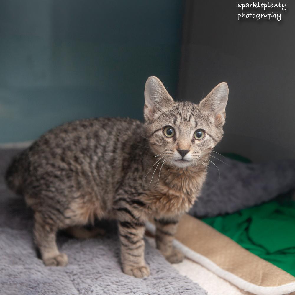 Woad, adopted, Kitten Male Domestic Short Hair.