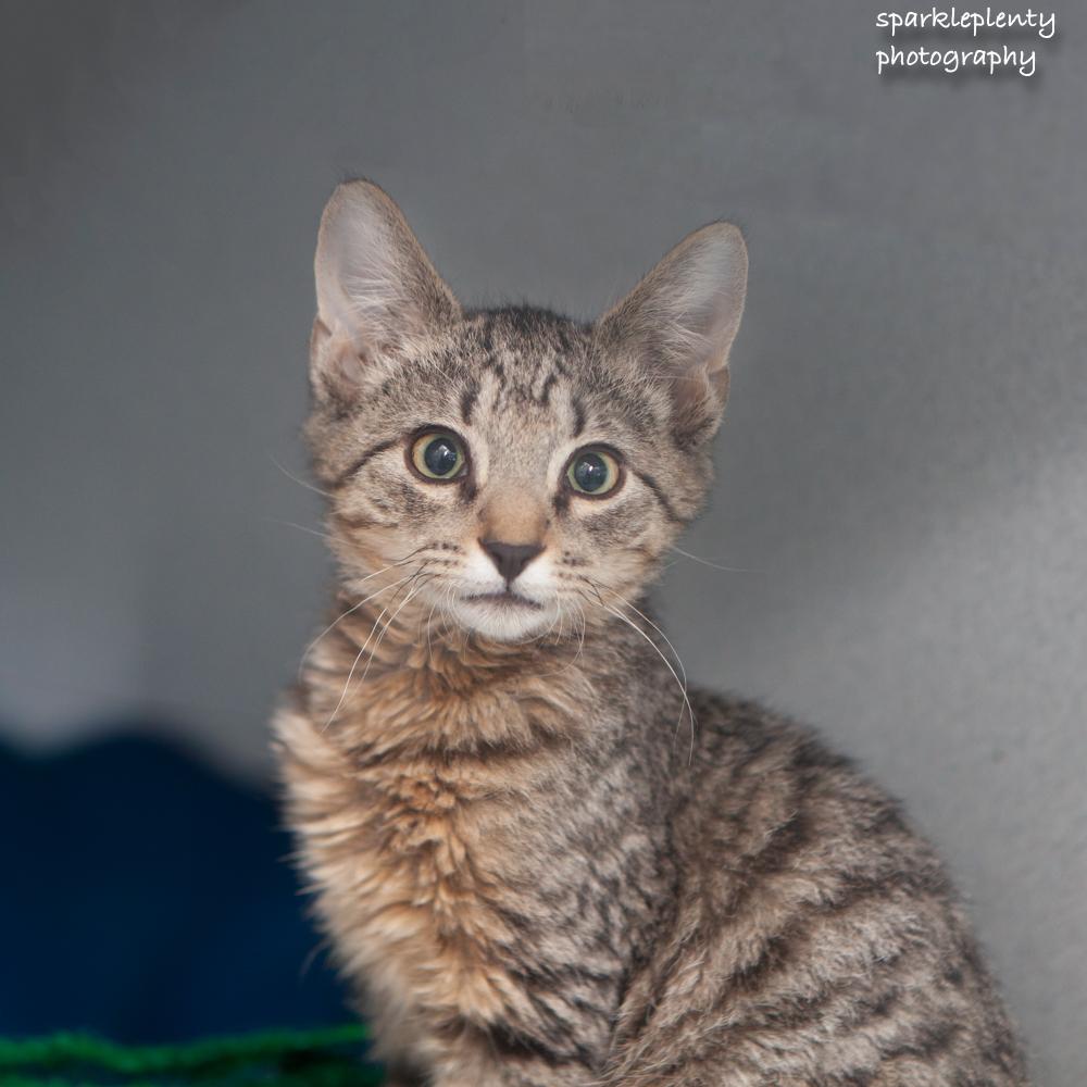 Woad, an adopted Domestic Short Hair in Ridgefield, CT image 2/3