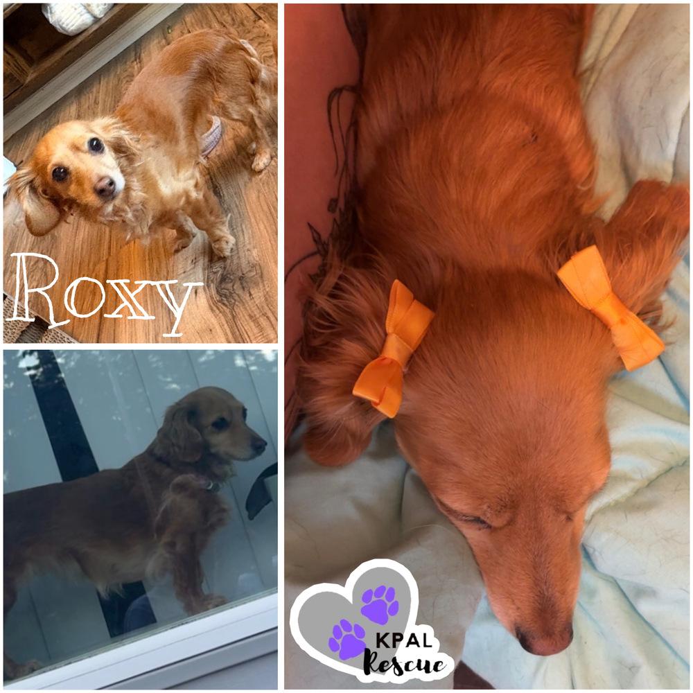 Roxy, Adoptable, Adult Female Dachshund.
