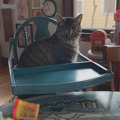 Enlarge Cedar C68009, a Adoptable Domestic Short Hair in Minnetonka, MN image 1/6