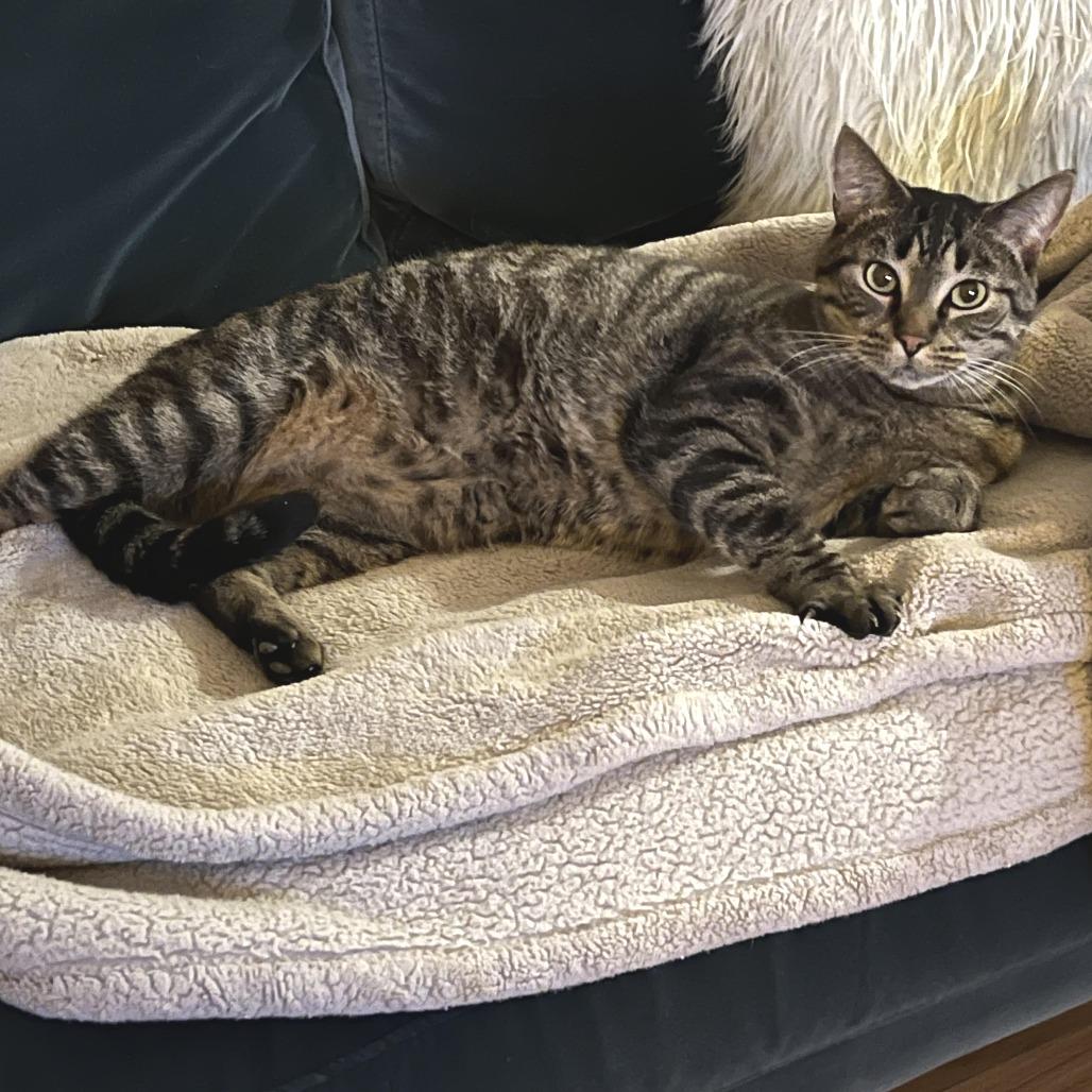 Cedar C68009, Adoptable, Adult Male Domestic Short Hair.