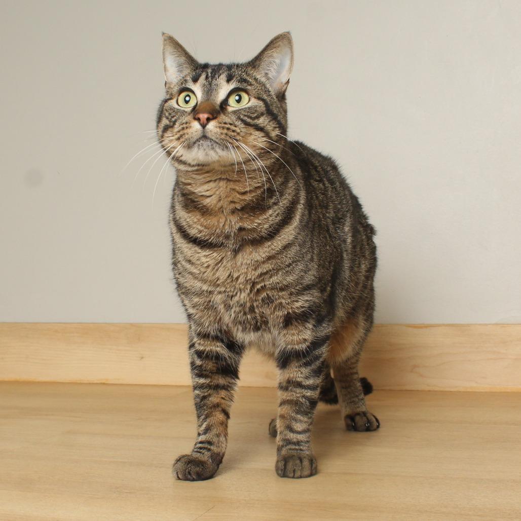 Cedar C68009, a Adoptable Domestic Short Hair in Minnetonka, MN image 2/6