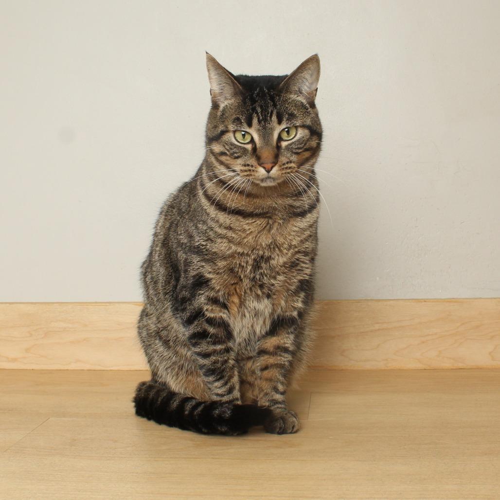 Enlarge Cedar C68009, a Adoptable Domestic Short Hair in Minnetonka, MN image 3/6