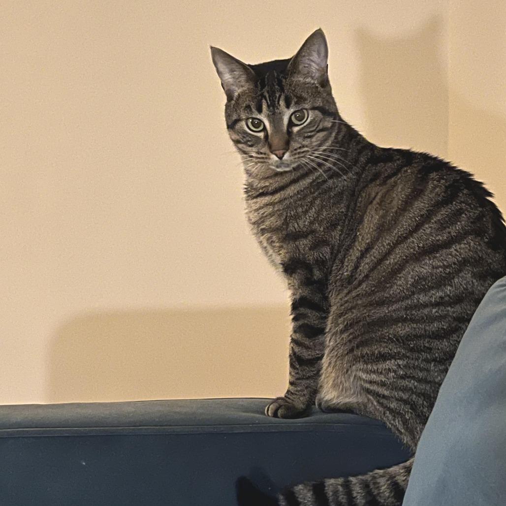 Cedar C68009, a Adoptable Domestic Short Hair in Minnetonka, MN image 3/6