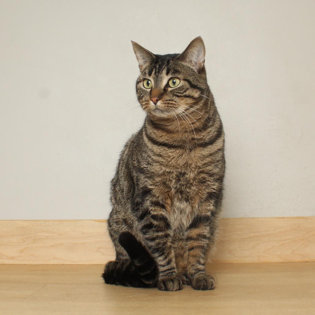 Enlarge Cedar C68009, a Adoptable Domestic Short Hair in Minnetonka, MN image 5/6