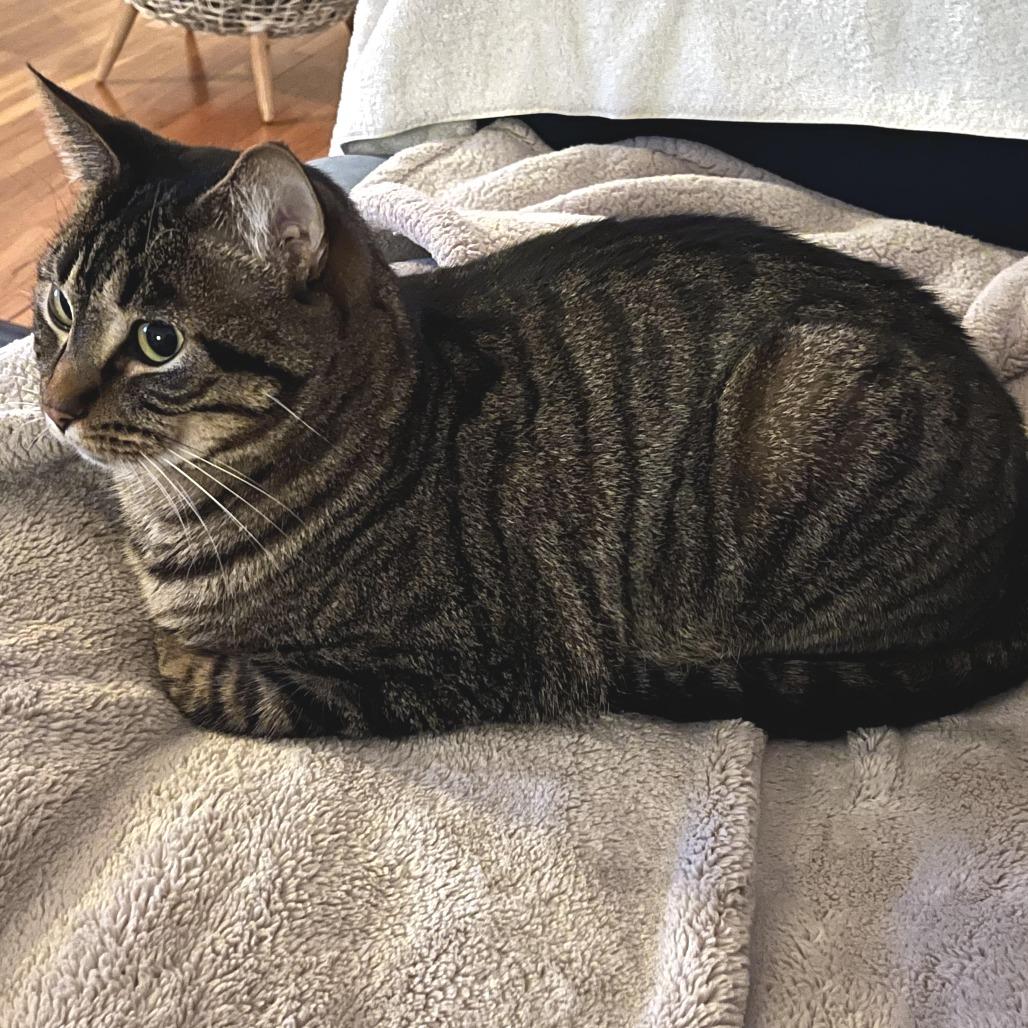 Cedar C68009, a Adoptable Domestic Short Hair in Minnetonka, MN image 4/6