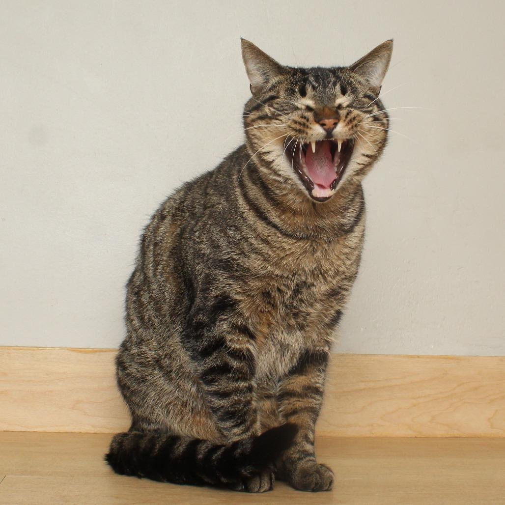 Cedar C68009, a Adoptable Domestic Short Hair in Minnetonka, MN image 5/6