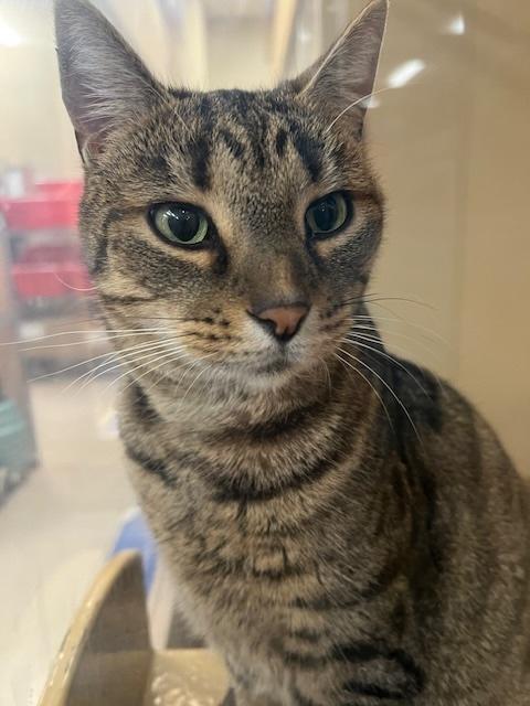 NALA.  # 2464, adopted, Adult Female Tabby.