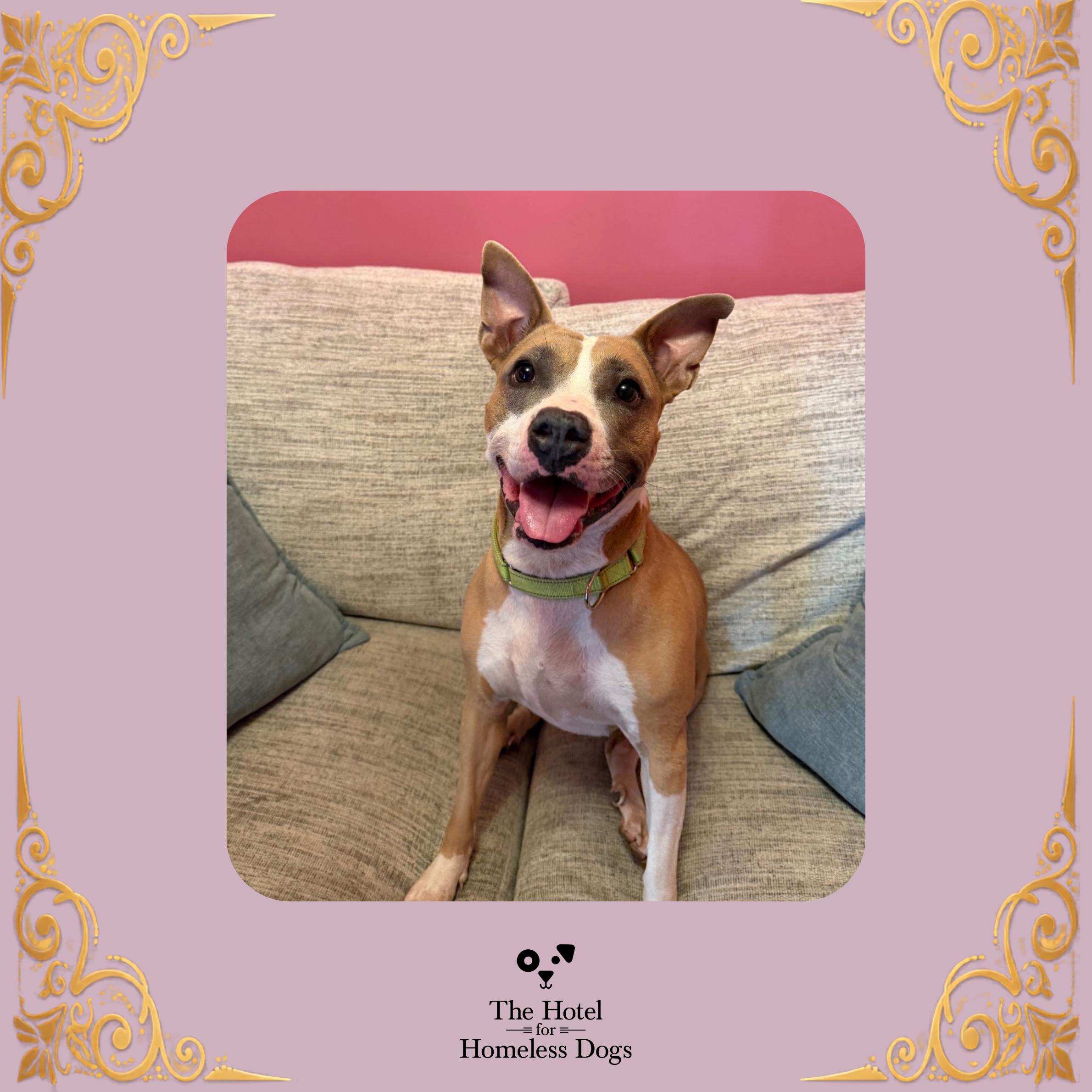 Rosie, Adoptable, Adult Female American Staffordshire Terrier & Terrier.
