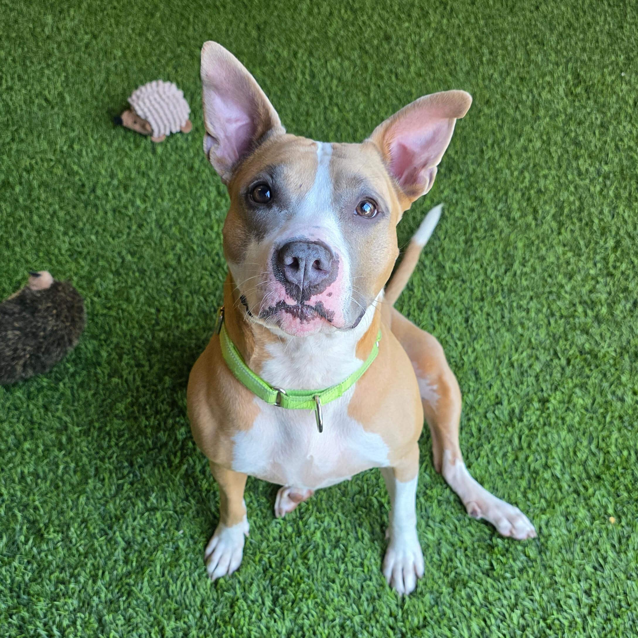 Enlarge Rosie, a Adoptable mixed breed in Cumberland, RI image 4/6