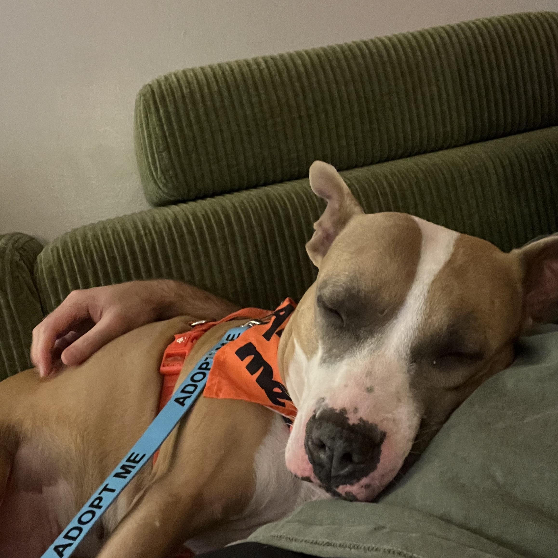 Enlarge Rosie, a Adoptable mixed breed in Cumberland, RI image 5/6