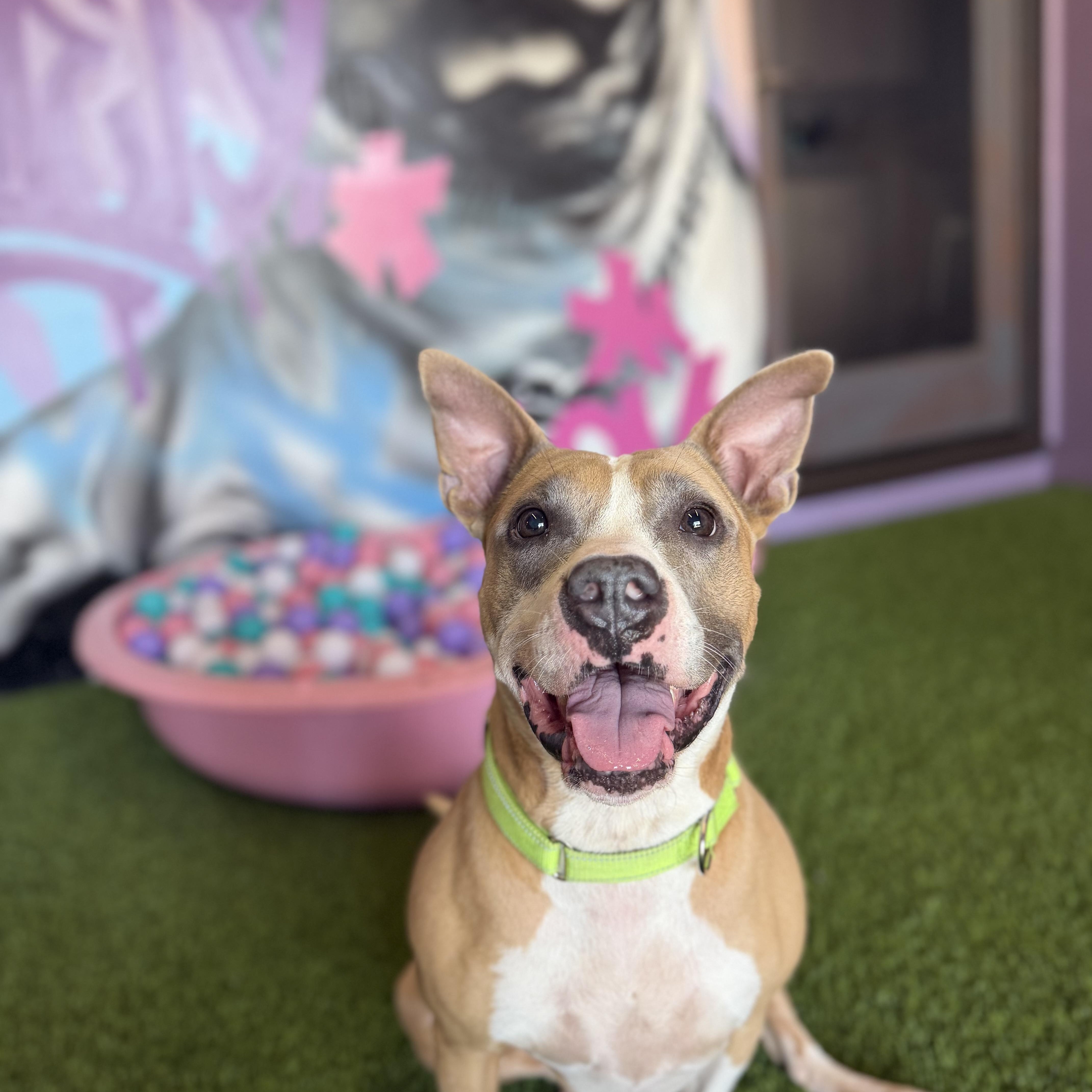 Enlarge Rosie, a Adoptable mixed breed in Cumberland, RI image 2/6
