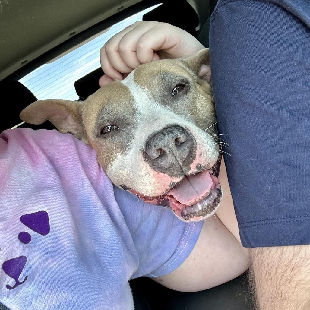 Enlarge Rosie, a Adoptable mixed breed in Cumberland, RI image 3/6