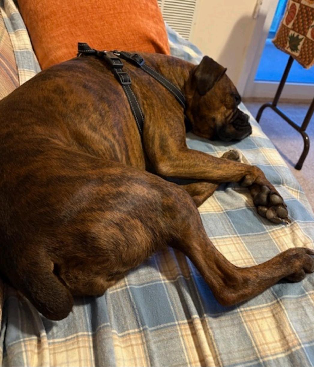 Enlarge Stella-boxer, an adopted Boxer in Franklin, MA image 2/5