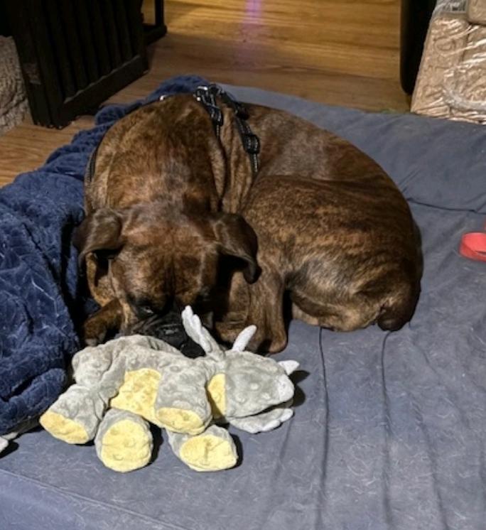 Enlarge Stella-boxer, an adopted Boxer in Franklin, MA image 3/5