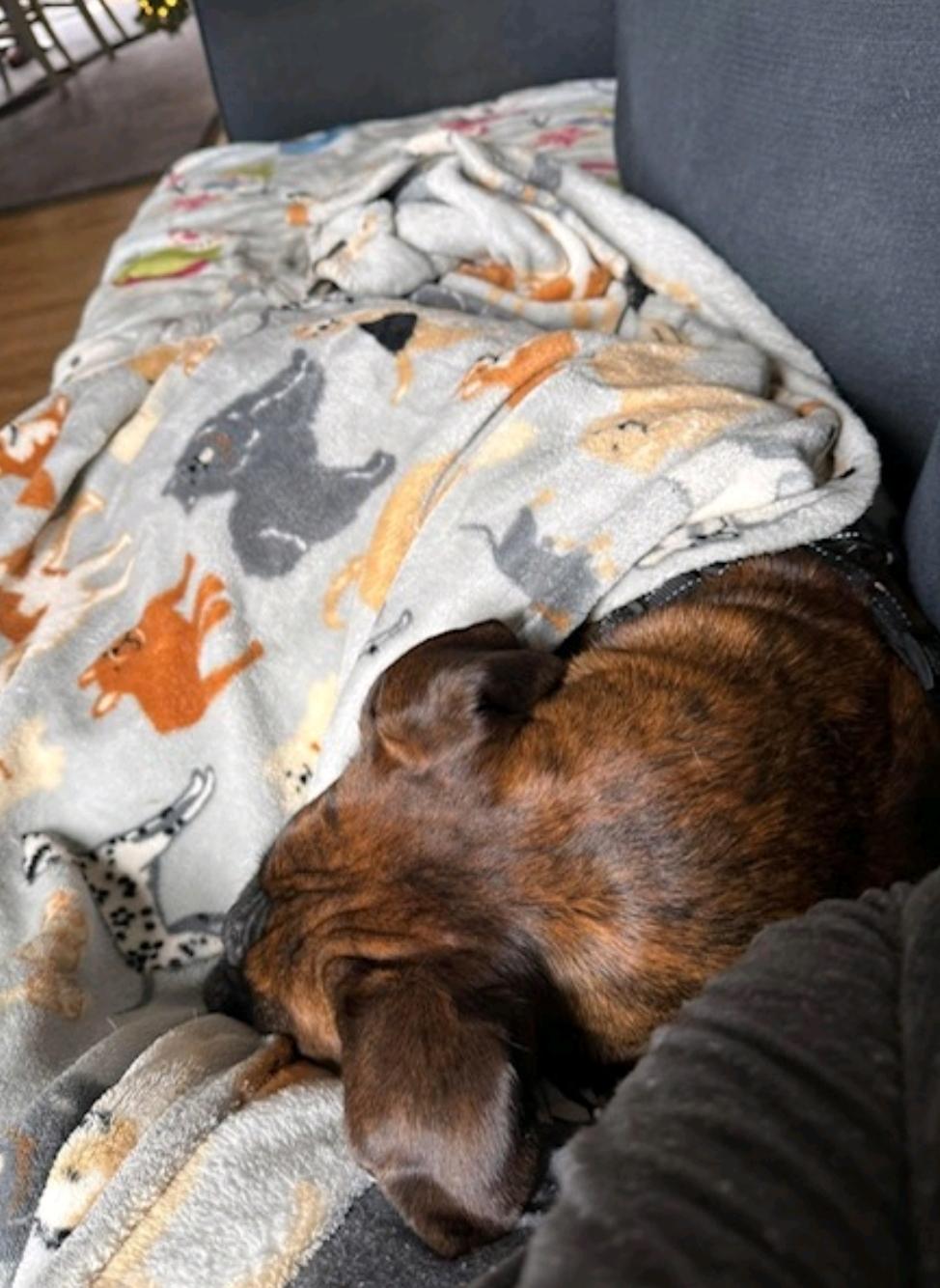 Enlarge Stella-boxer, an adopted Boxer in Franklin, MA image 5/5