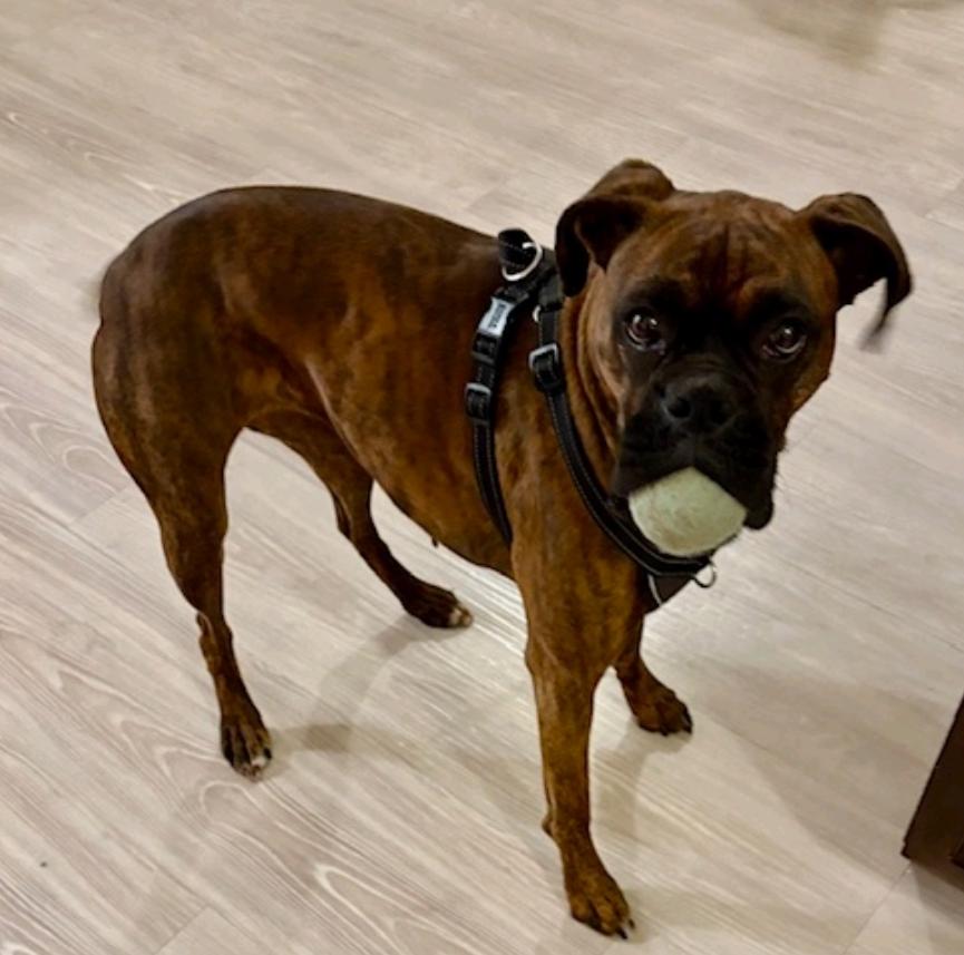 Stella-boxer, adopted, Young Female Boxer.