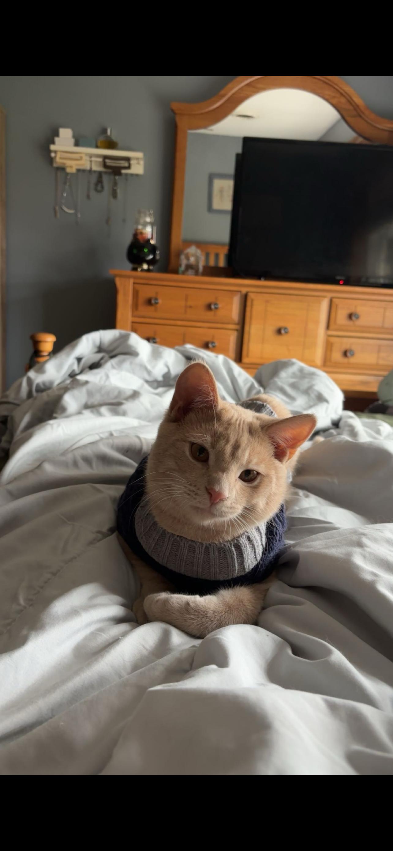 Orson, Adopted, Young Male Domestic Short Hair.