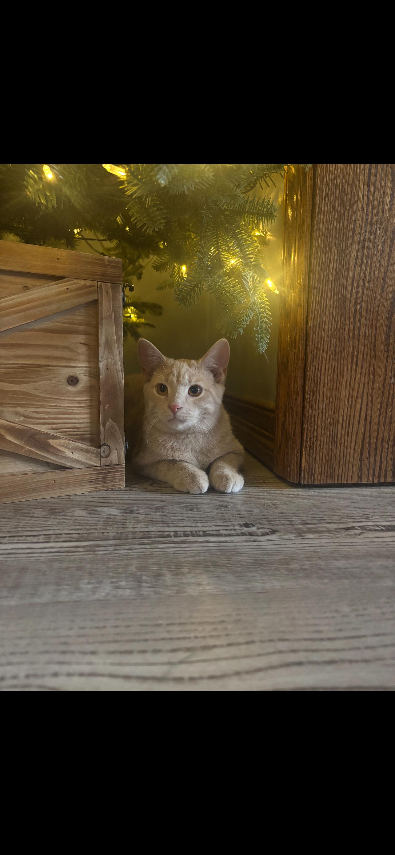 Enlarge Orson, a Adopted mixed breed in Stahlstown, PA image 2/6