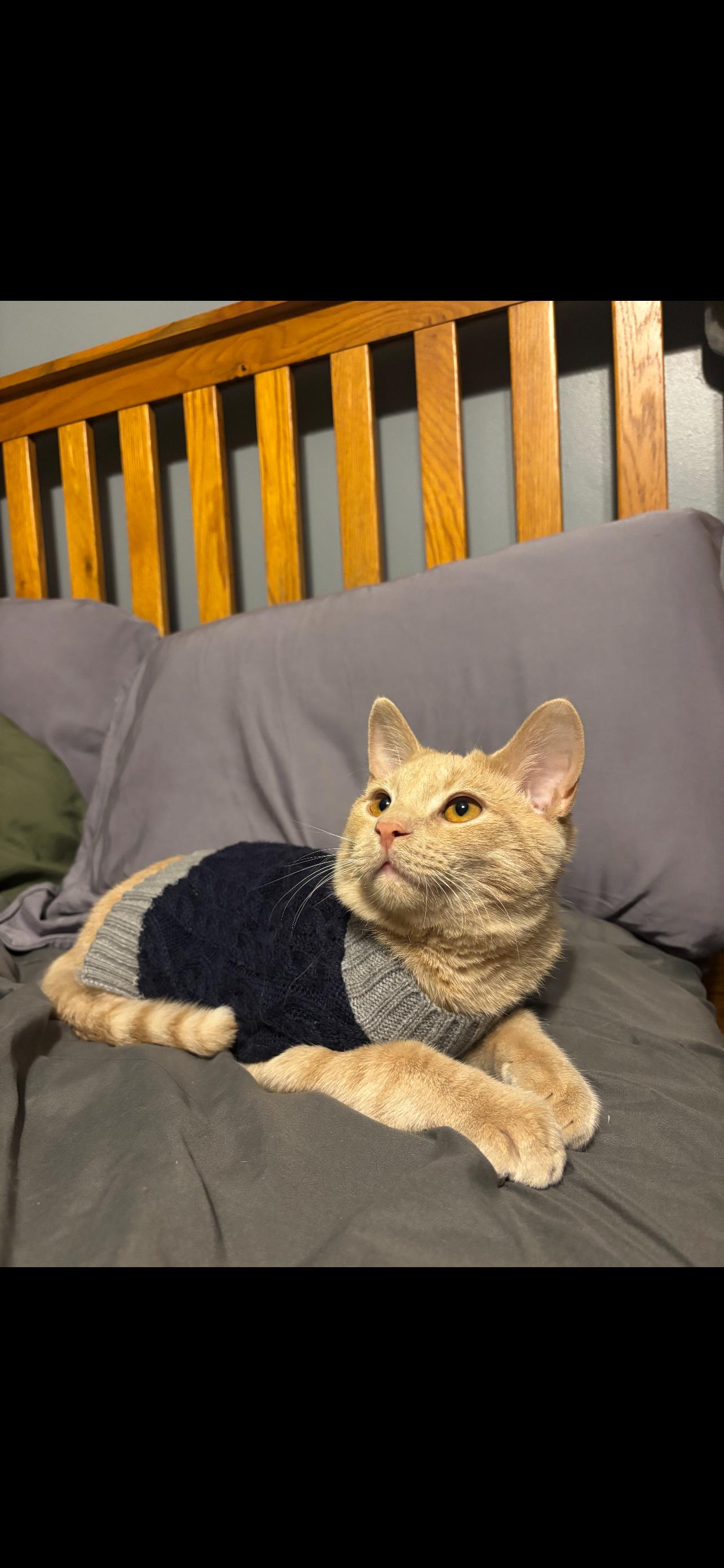 Enlarge Orson, a Adopted mixed breed in Stahlstown, PA image 4/6