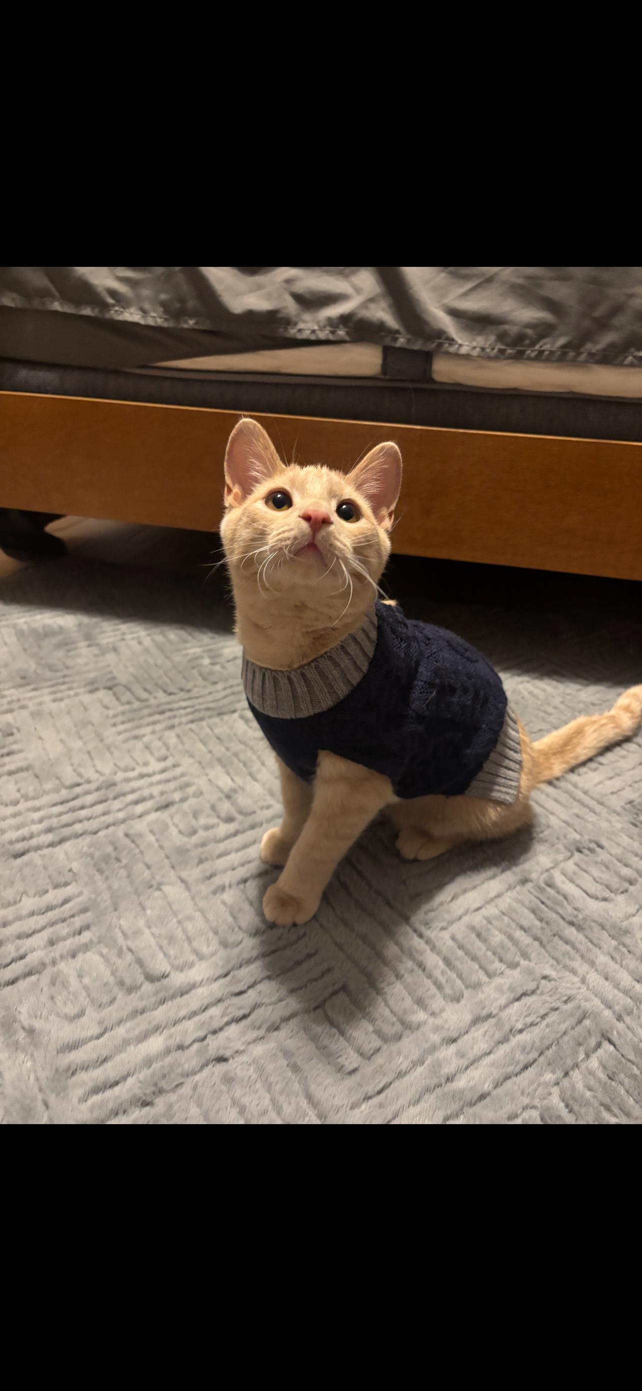 Enlarge Orson, a Adopted mixed breed in Stahlstown, PA image 5/6