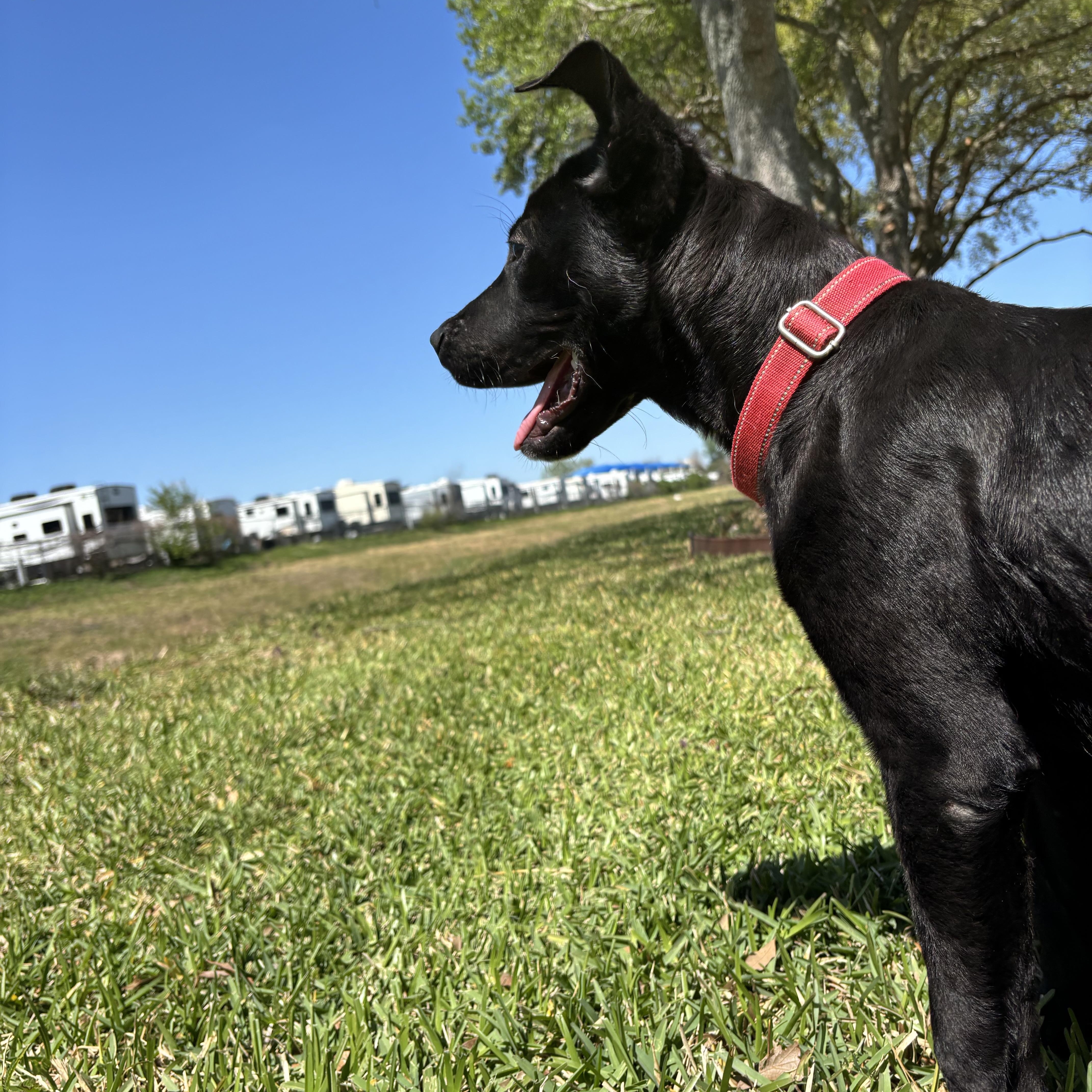 Cody, a Adoptable mixed breed in Leesburg, VA image 4/5