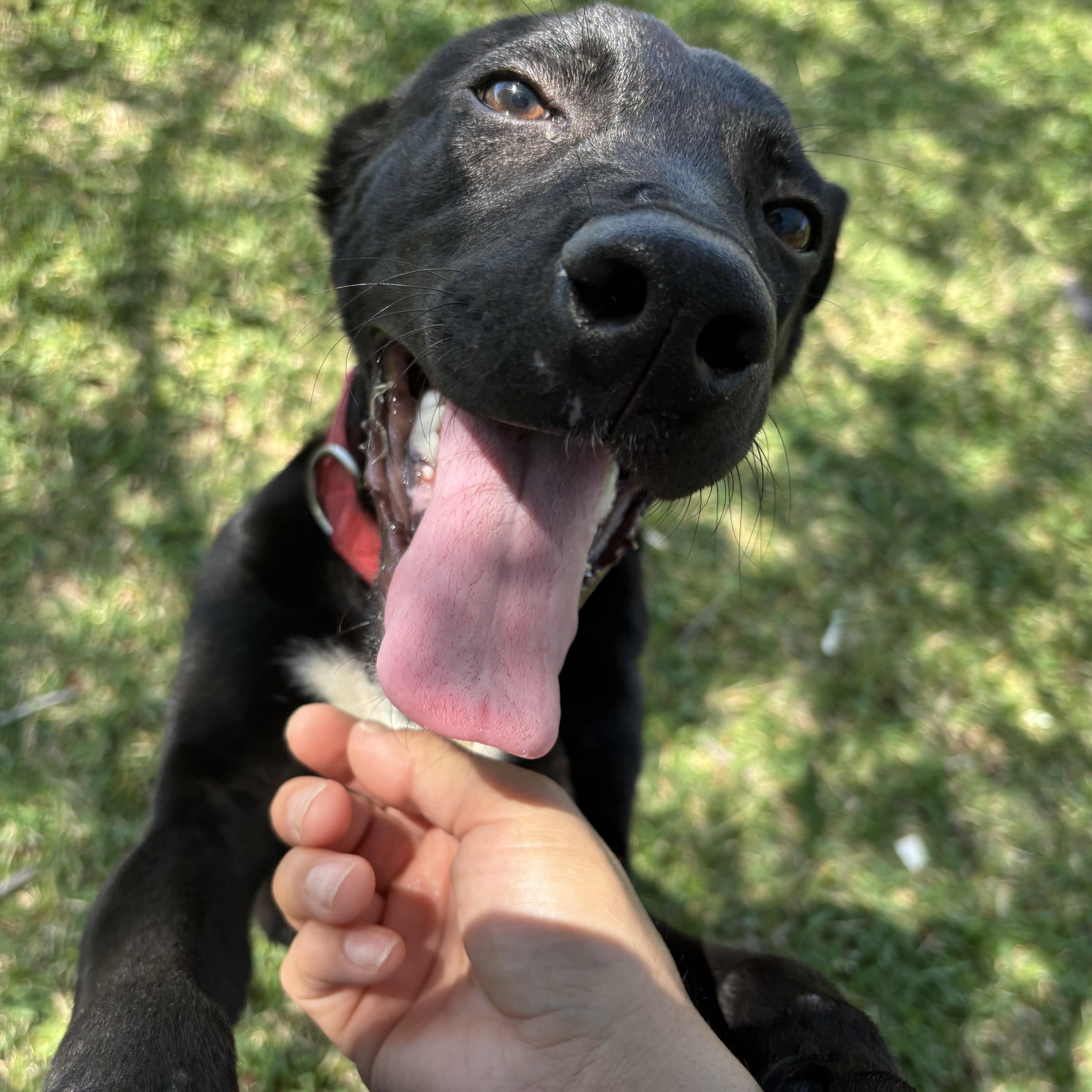 Cody, a Adoptable mixed breed in Leesburg, VA image 5/5