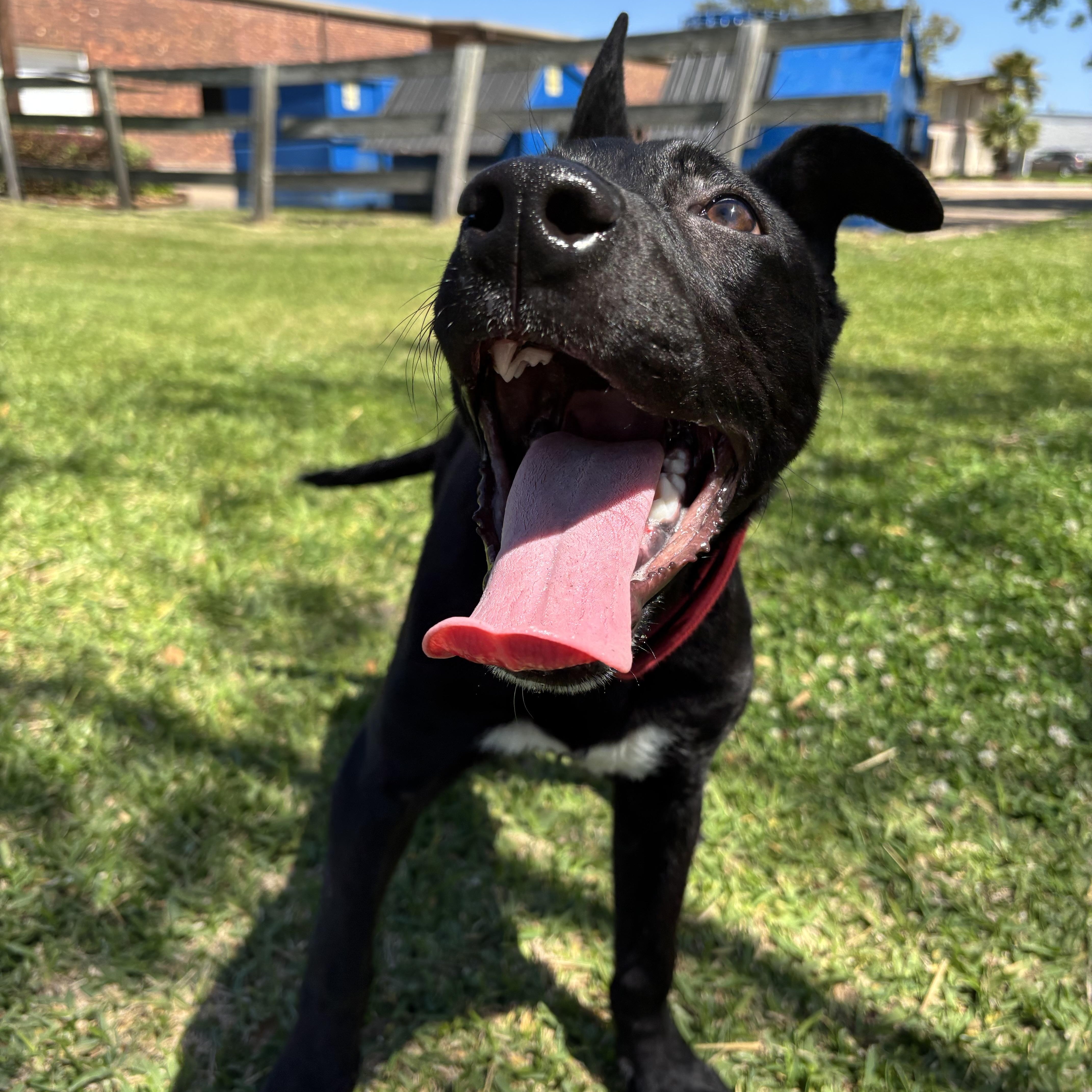 Cody, a Adoptable mixed breed in Leesburg, VA image 2/5