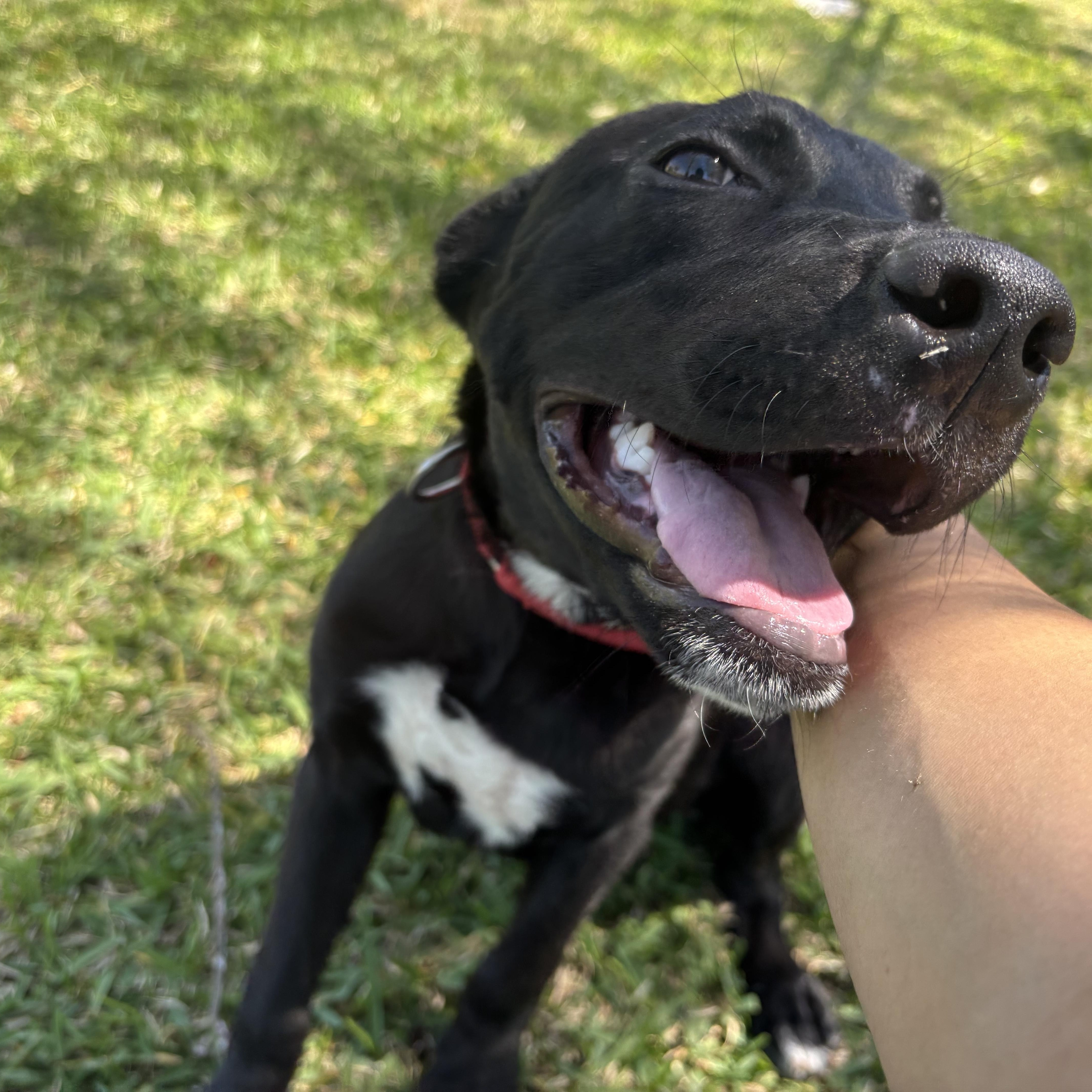 Cody, a Adoptable mixed breed in Leesburg, VA image 1/5