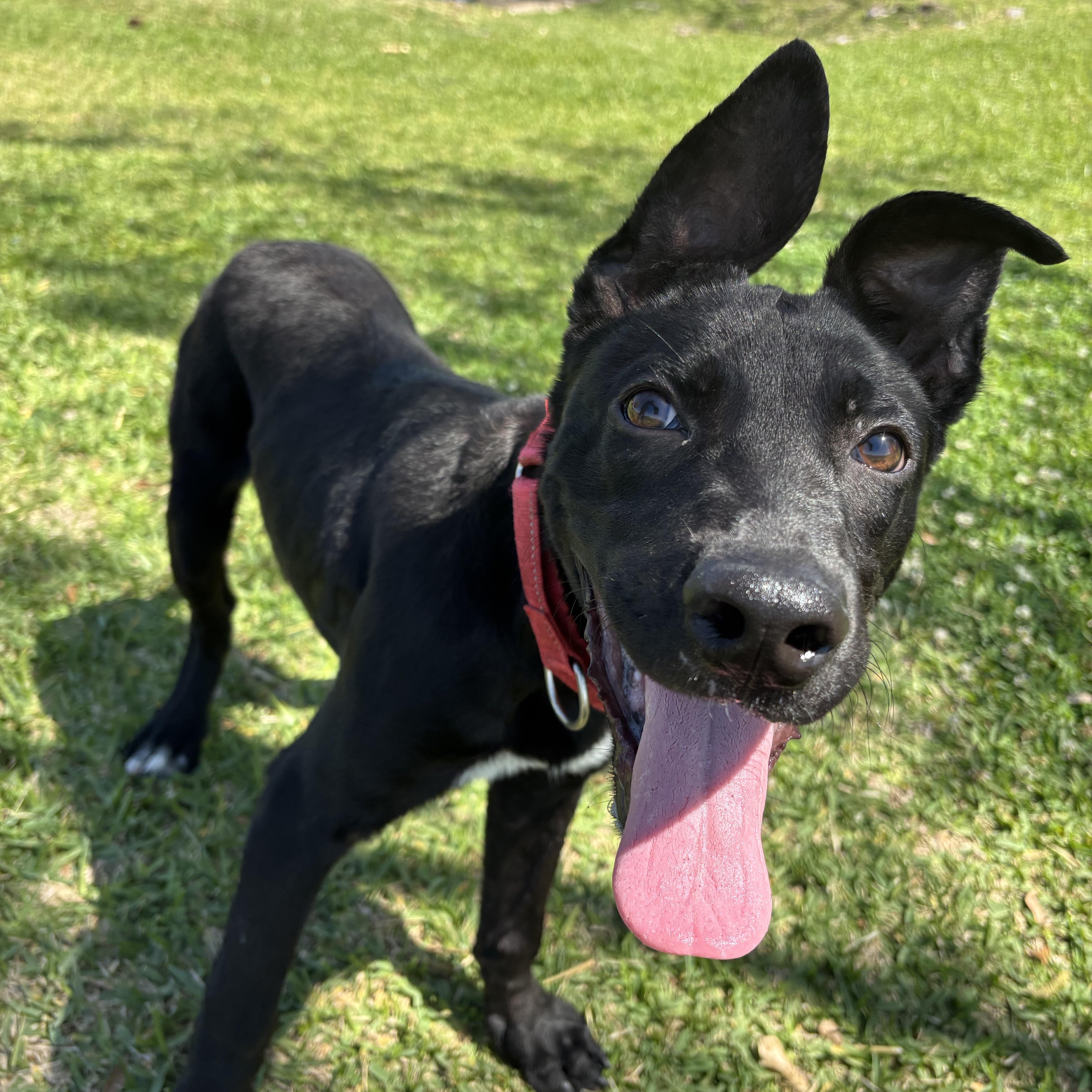 Cody, a Adoptable mixed breed in Leesburg, VA image 3/5
