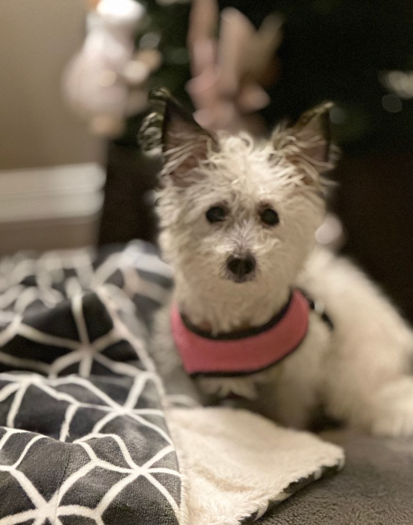 Romie - Little Lady, an adoptable Terrier, Morkie in Topanga, CA, 90290 | Photo Image 1