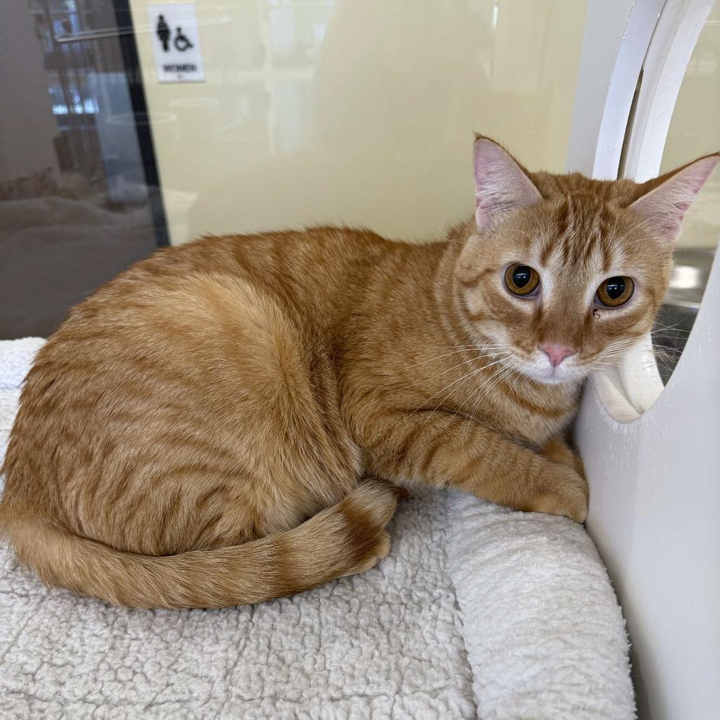 Everest, Adoptable, Young Male Domestic Medium Hair.