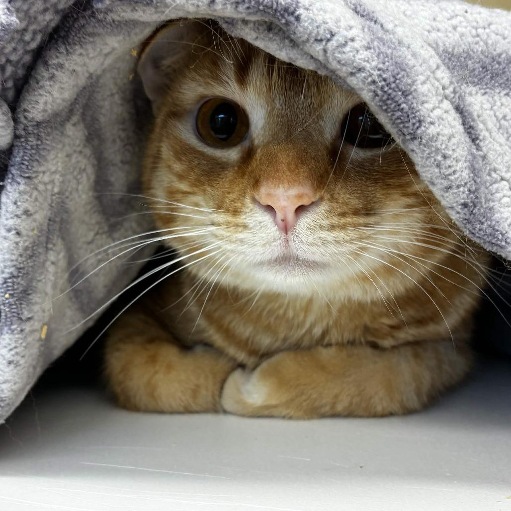 Enlarge Everest, a Adoptable Domestic Medium Hair in Beaumont, TX image 2/5
