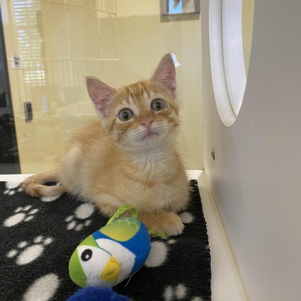 Enlarge Everest, a Adoptable Domestic Medium Hair in Beaumont, TX image 3/5