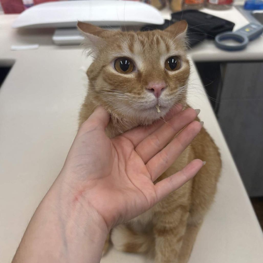 Enlarge Everest, a Adoptable Domestic Medium Hair in Beaumont, TX image 4/5