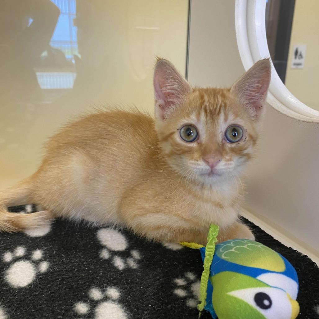 Enlarge Everest, a Adoptable Domestic Medium Hair in Beaumont, TX image 5/5