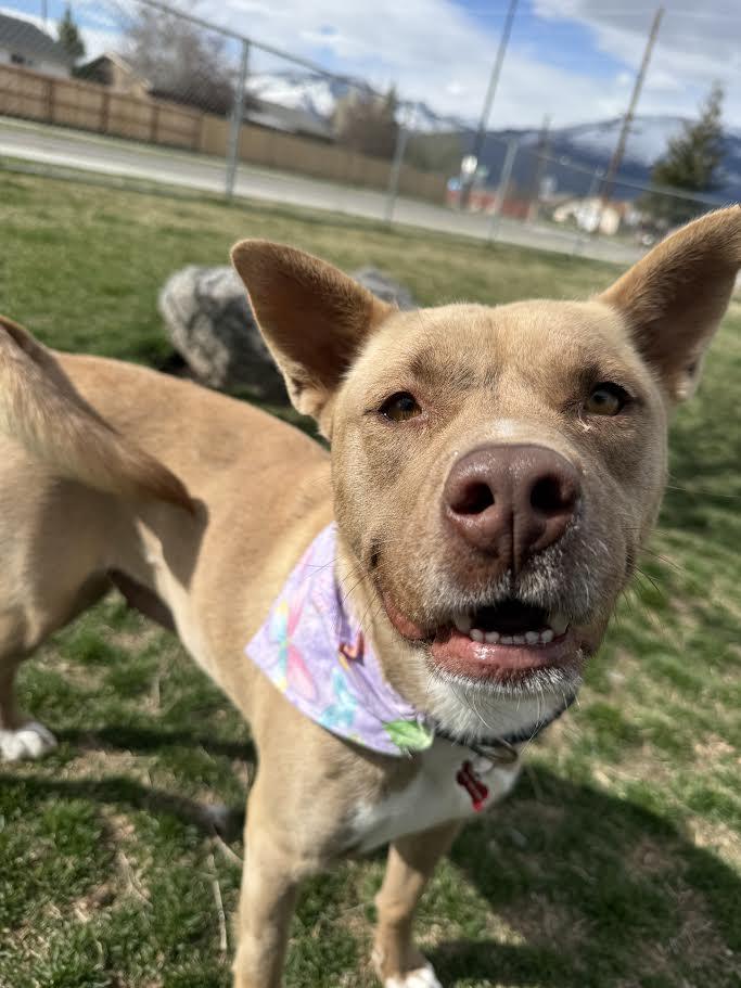 Enlarge Nala, a ADOPTABLE mixed breed in Hamilton, MT image 3/6