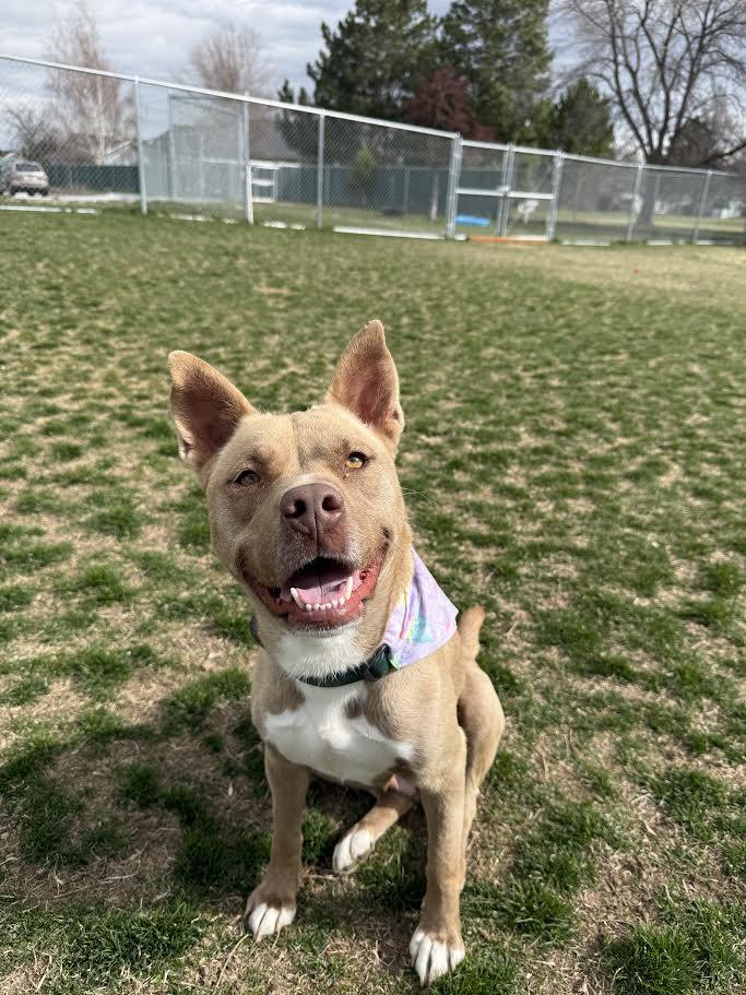 Enlarge Nala, a ADOPTABLE mixed breed in Hamilton, MT image 5/6