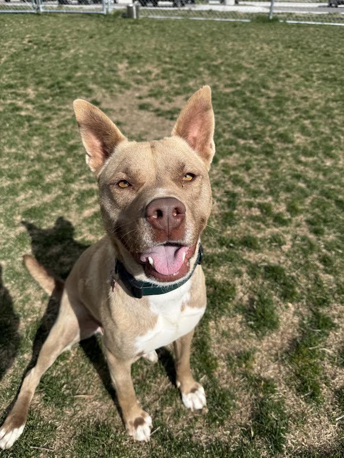 Nala, ADOPTABLE, Adult Female American Staffordshire Terrier.