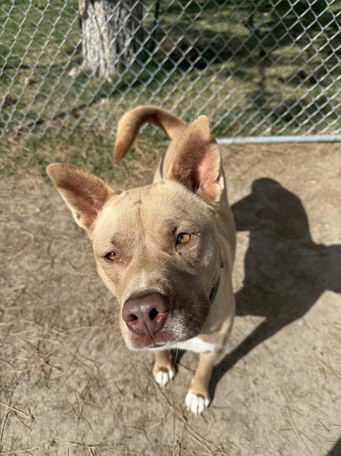 Enlarge Nala, a ADOPTABLE mixed breed in Hamilton, MT image 4/6