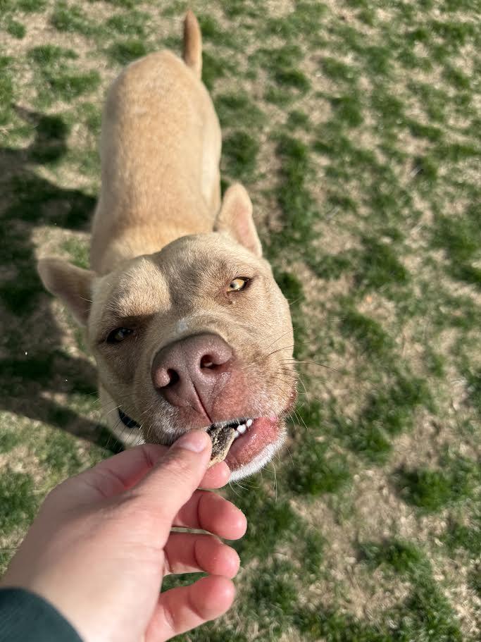 Enlarge Nala, a ADOPTABLE mixed breed in Hamilton, MT image 6/6