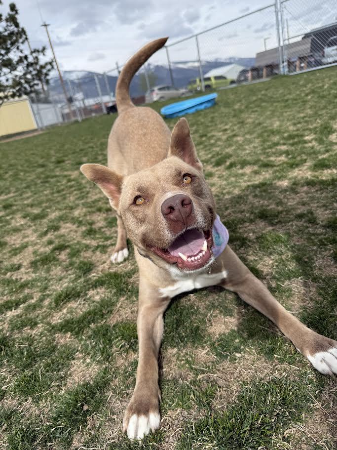 Enlarge Nala, a ADOPTABLE mixed breed in Hamilton, MT image 2/6