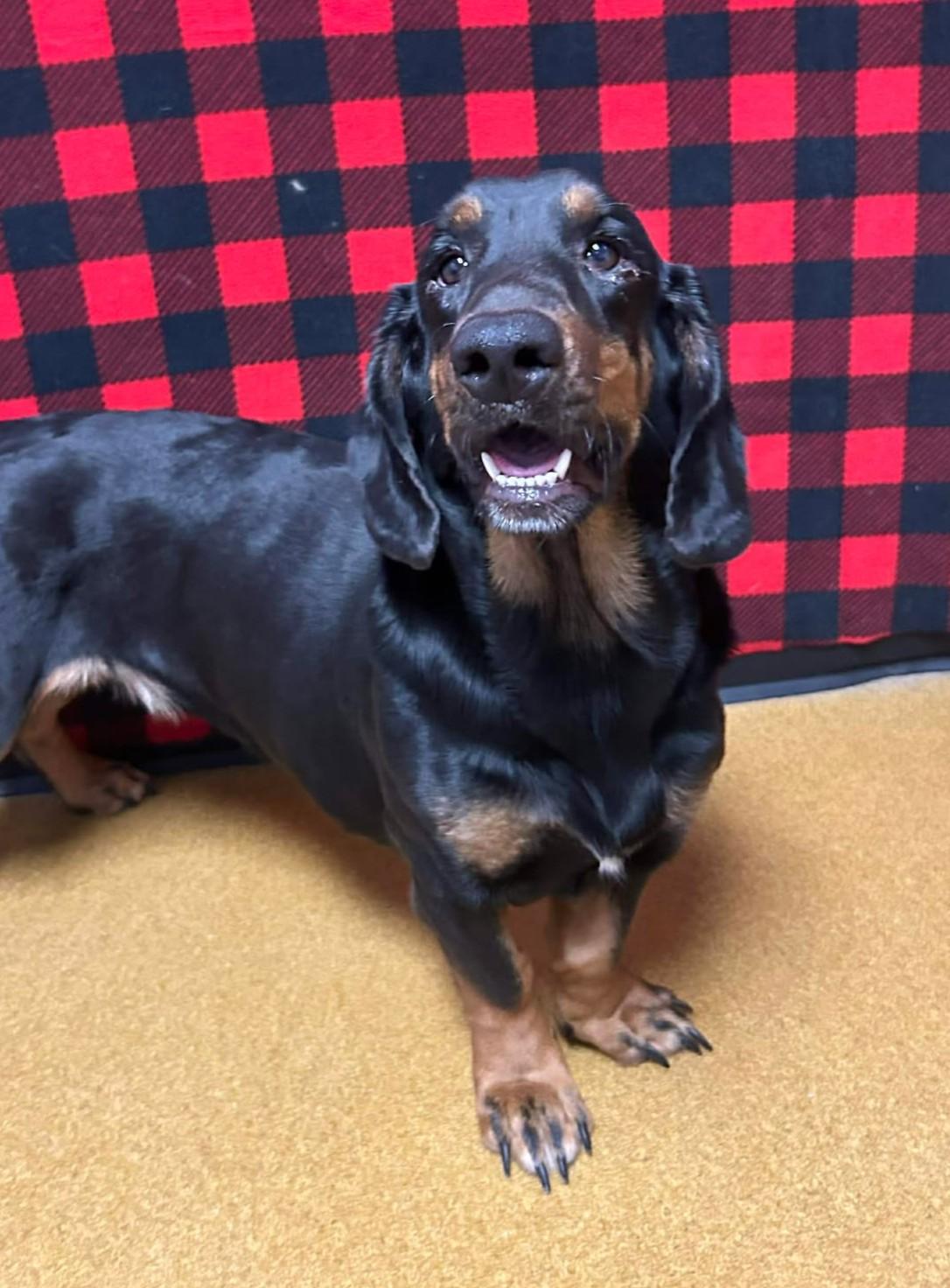 Roo, adopted, Adult Female Basset Hound.