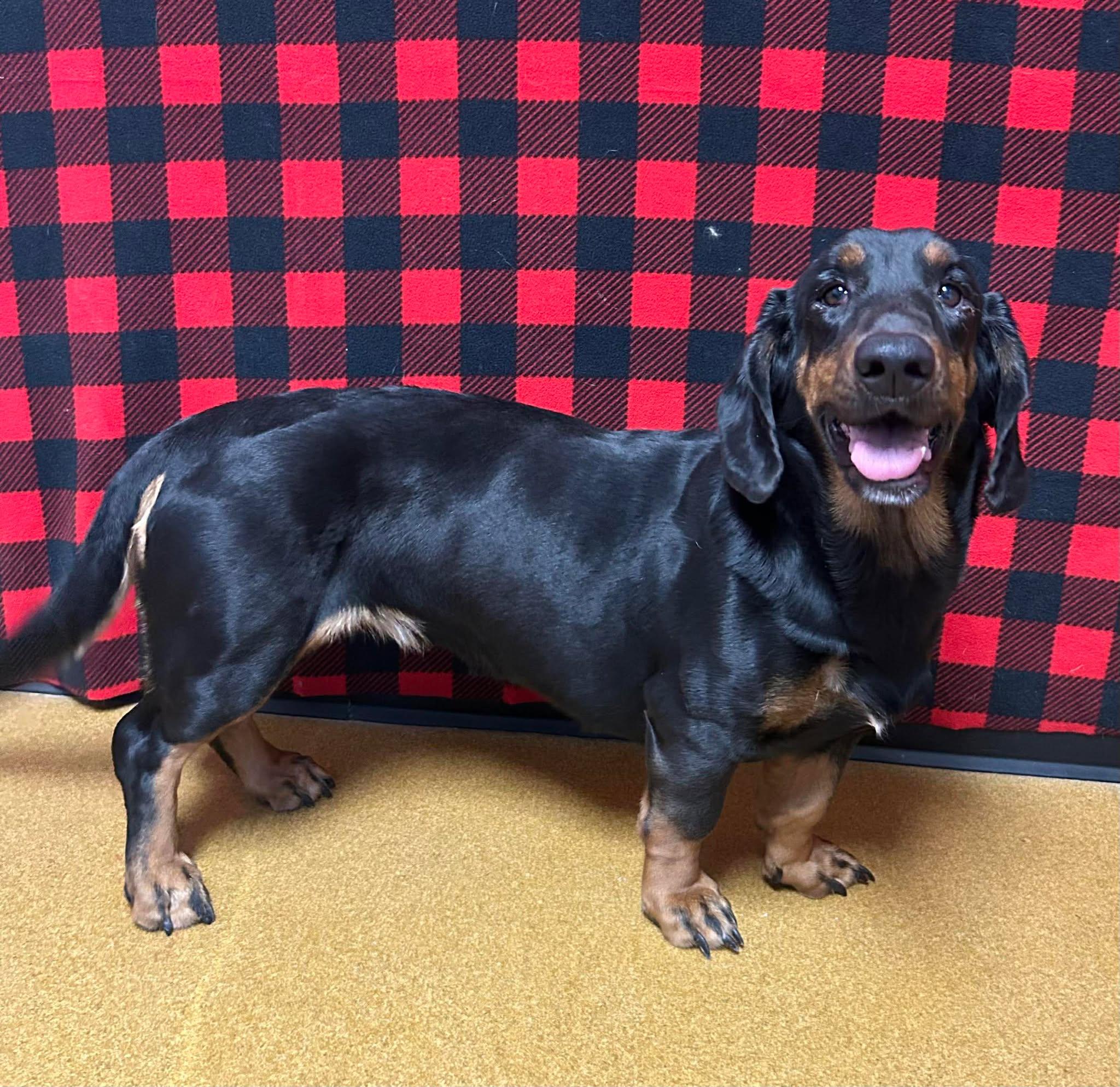 Roo, an adopted mixed breed in Maryville, MO image 3/3