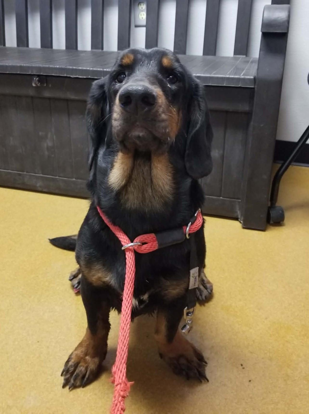 Roo, an adopted mixed breed in Maryville, MO image 2/3