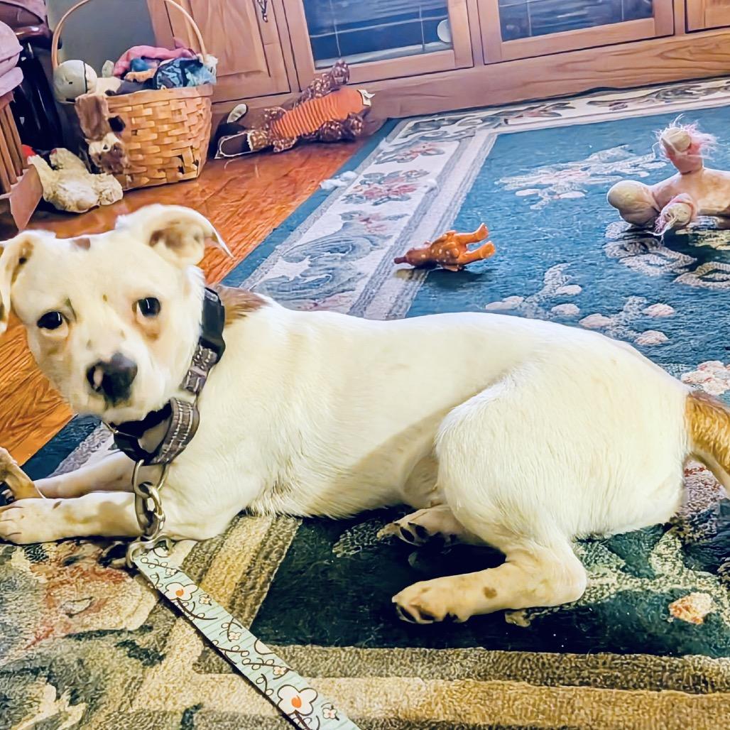 Enlarge Chester, a Adoptable mixed breed in Lee's Summit, MO image 1/3