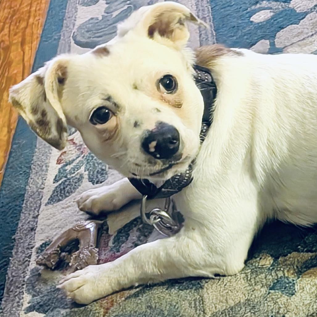 Enlarge Chester, a Adoptable mixed breed in Lee's Summit, MO image 2/3