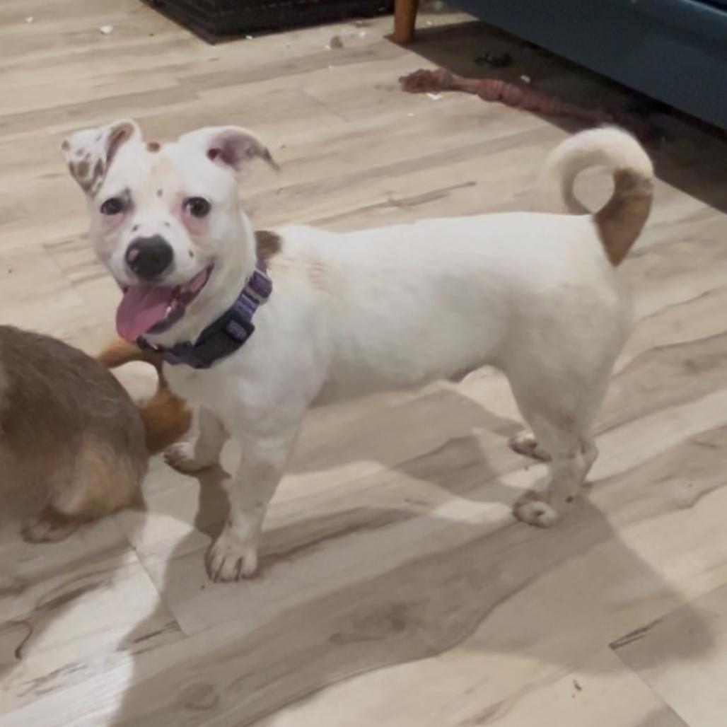 Enlarge Chester, a Adoptable mixed breed in Lee's Summit, MO image 3/3