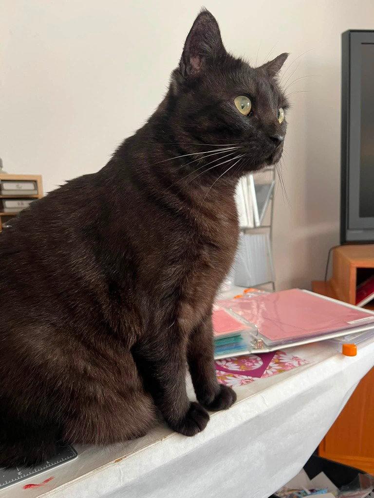 Enlarge Bobby, a Adoptable Domestic Short Hair in Battle Ground, WA image 1/3