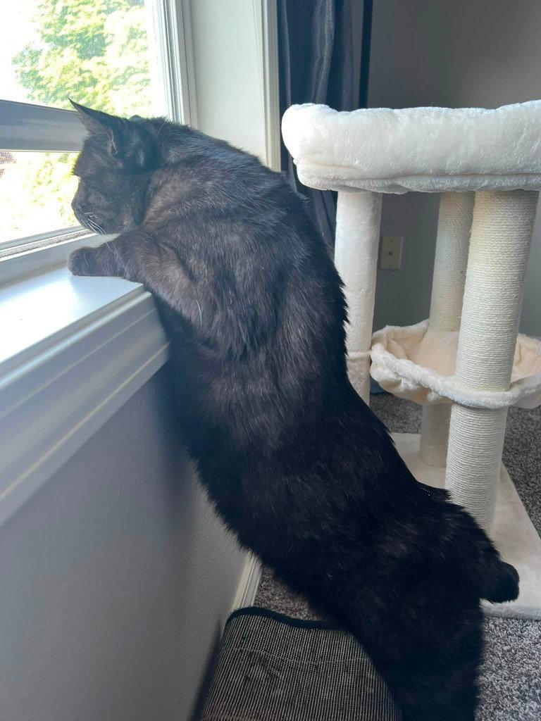 Enlarge Bobby, a Adoptable Domestic Short Hair in Battle Ground, WA image 2/3